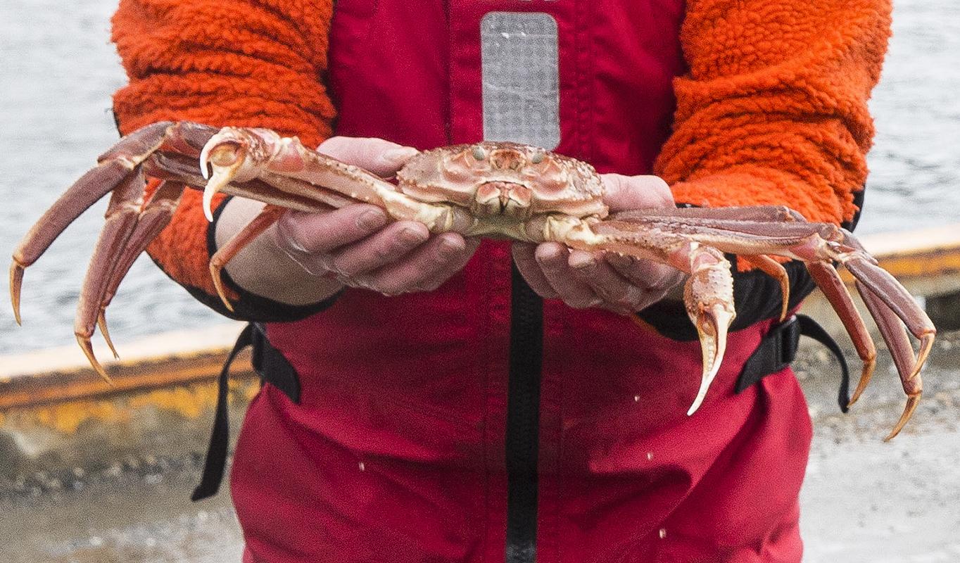 Den såkalte snøkrabbestriden lever videre i den internasjonale voldgiftsdomstolen, hvor en dom er ventet når som helst. Foto: Terje Bendiksby | NTB